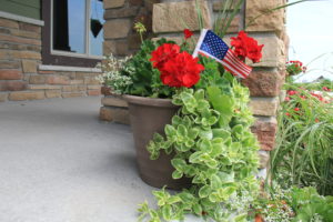 Accent plants with geraniums