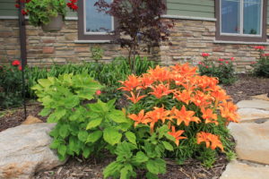 Lillies blooming in June, the hibiscus will bloom in August