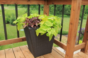 A mix of potato vine