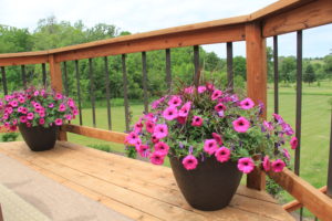 Wave petunia with annual purple grass that will lengthen with "feathers" in the fall