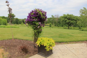 Potato vines in a self watering pot and a climbing clematis planted four years ago