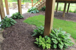 Hostas in the shade 2020