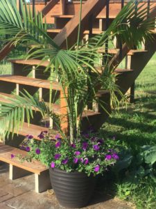 A palm with petunias