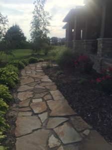 An evening shot of the hosta sidewalk border.