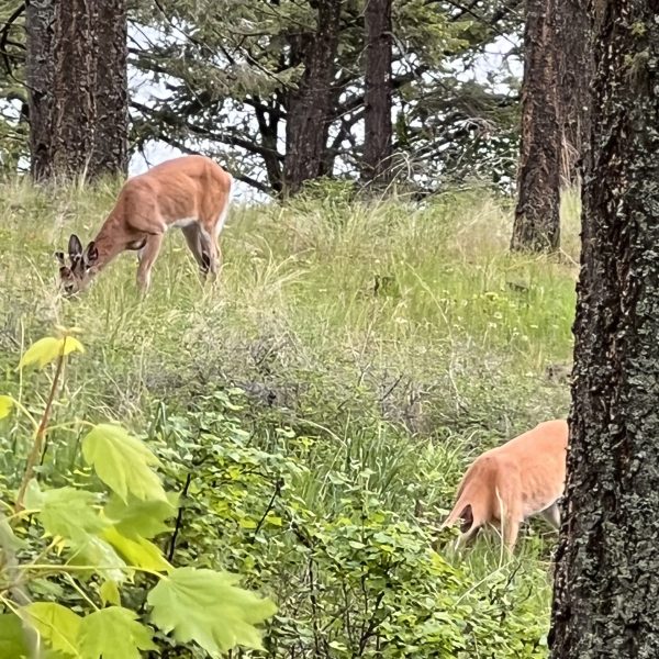 Deer were very tame and out ALL the time