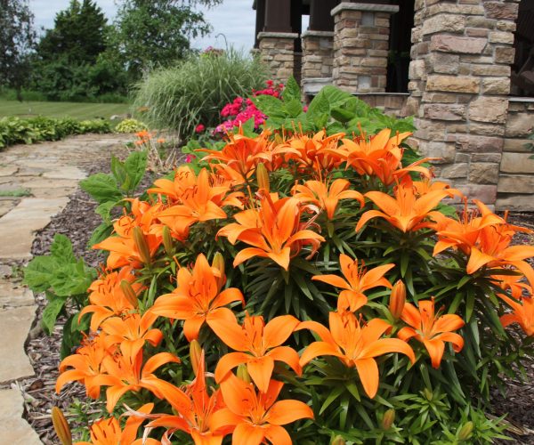 I bought nine of these orange lilies year ago and split them in three different place. They multiply like crazy.